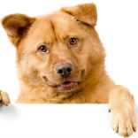 Dog Food